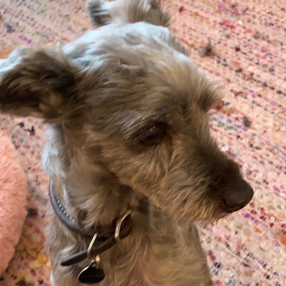 Meet your Posher, Daisy - Picture 1 of 1